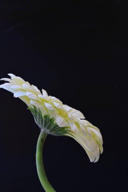 Gerbera çiçeği, koyu arkaplanı kapat