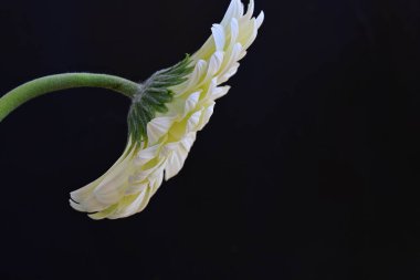 Gerbera çiçeği, koyu arkaplanı kapat
