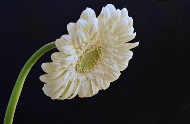 Gerbera çiçeği, koyu arkaplanı kapat