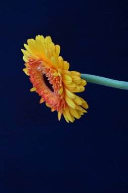 Gerbera çiçeği, koyu arkaplanı kapat