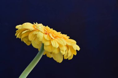 Gerbera çiçeği, koyu arkaplanı kapat