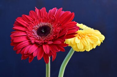 Siyah arka planda güzel Gerbera çiçekleri 