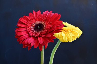 Siyah arka planda güzel Gerbera çiçekleri 
