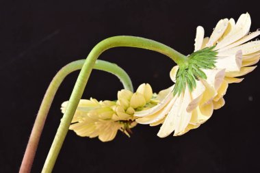 Siyah arka planda güzel Gerbera çiçekleri 