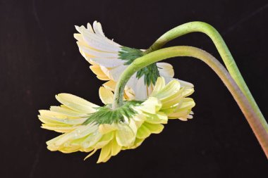 Siyah arka planda güzel Gerbera çiçekleri 