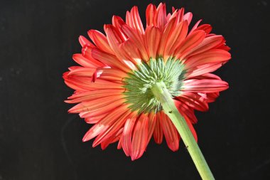 Gerbera çiçeği, koyu arkaplanı kapat