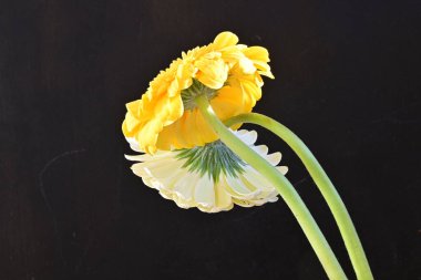 Siyah arka planda güzel Gerbera çiçekleri 