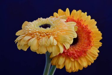 Siyah arka planda güzel Gerbera çiçekleri 