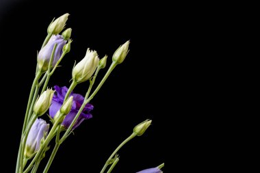 siyah arka plan üzerine güzel bahar çiçekleri