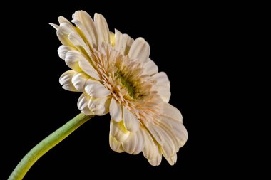 Gerbera çiçeği, koyu arkaplanı kapat