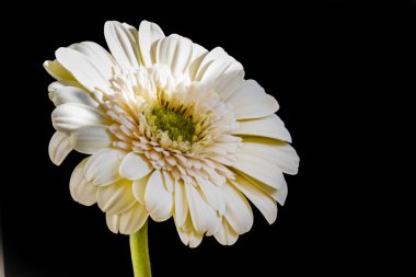 Gerbera çiçeği, koyu arkaplanı kapat