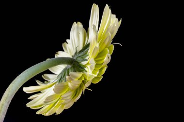 Gerbera çiçeği, koyu arkaplanı kapat