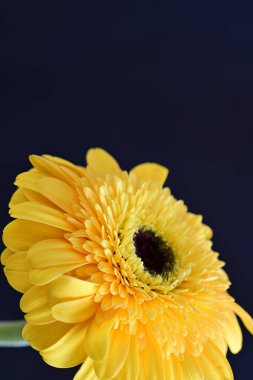 Siyah arka planda güzel Gerbera çiçeği 