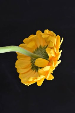 Siyah arka planda güzel Gerbera çiçeği 