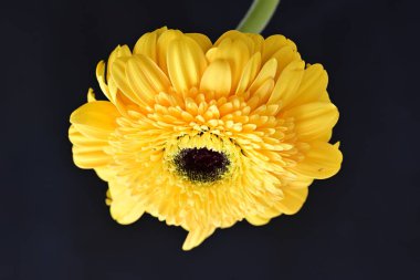 Siyah arka planda güzel Gerbera çiçeği 