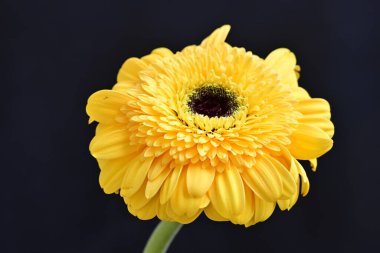 Siyah arka planda güzel Gerbera çiçeği 