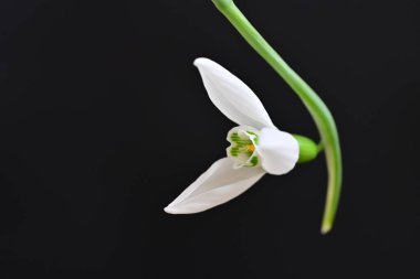 Siyah arkaplanda kar damlası çiçeği 