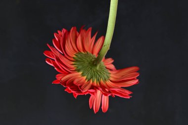 Siyah arka planda güzel Gerbera çiçeği 