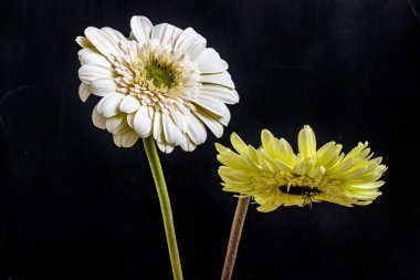 Koyu arkaplanda güzel Gerbera çiçekleri 
