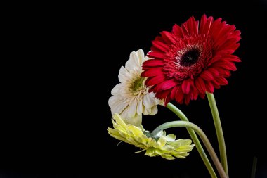 Koyu arkaplanda güzel Gerbera çiçekleri 