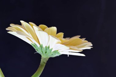 Siyah arka planda güzel Gerbera çiçeği 