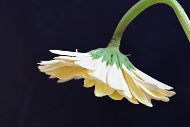 Siyah arka planda güzel Gerbera çiçeği 