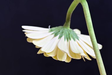 Siyah arka planda güzel Gerbera çiçeği 