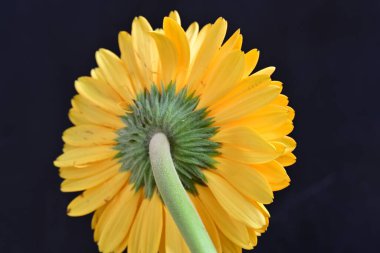 Siyah arka planda güzel Gerbera çiçeği 