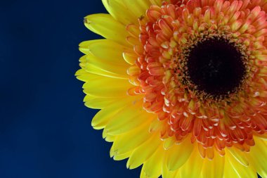 Siyah arka planda güzel Gerbera çiçeği 