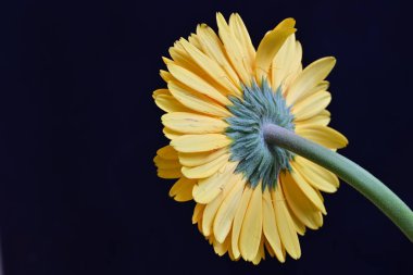 Siyah arka planda güzel Gerbera çiçeği 