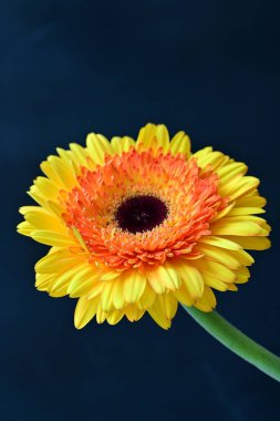 Siyah arka planda güzel Gerbera çiçeği 