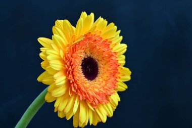 Siyah arka planda güzel Gerbera çiçeği 