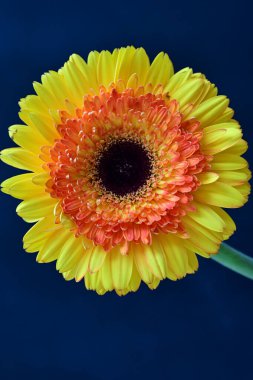 Siyah arka planda güzel Gerbera çiçeği 