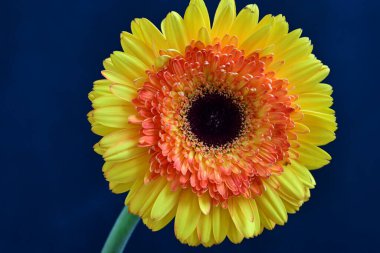 Siyah arka planda güzel Gerbera çiçeği 