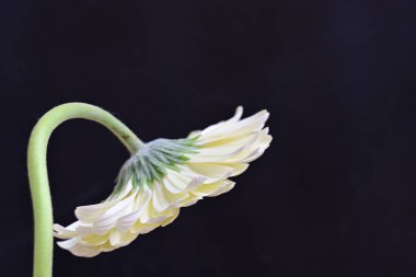 Siyah arka planda güzel Gerbera çiçeği 