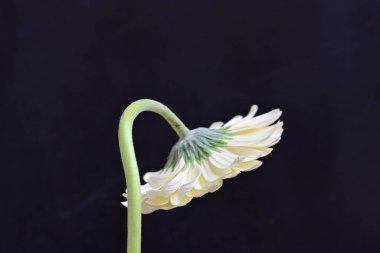 Siyah arka planda güzel Gerbera çiçeği 