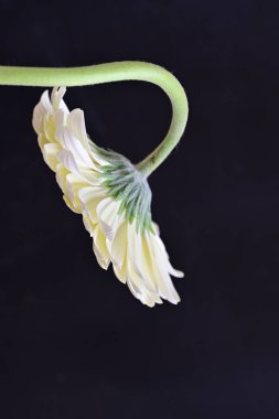 Siyah arka planda güzel Gerbera çiçeği 