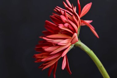 Gerbera çiçeği koyu arkaplan