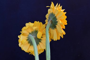 Güzel Gerbera çiçekleri yakın görünüm