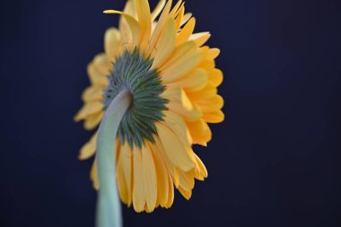 Gerbera çiçeği koyu arkaplan