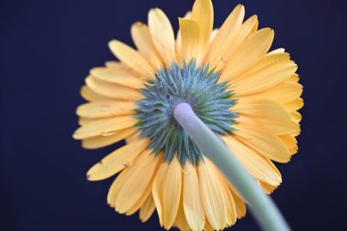 Gerbera çiçeği koyu arkaplan