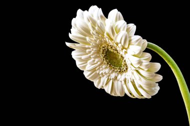 Siyah arka plandaki güzel Gerbera çiçeğinin yakın görüntüsü 