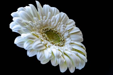 Koyu arkaplandaki güzel Gerbera çiçeğinin yakın görüntüsü 