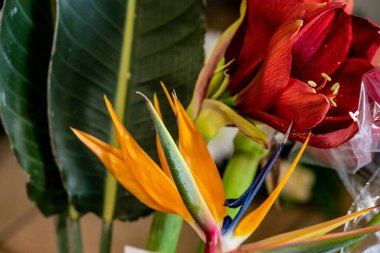 Arka planda güzel çiçekler, kapatın.