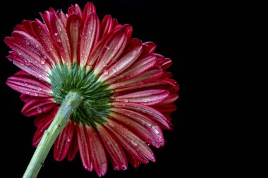 Güzel kırmızı gerbera çiçeği. Koyu arkaplanı kapat. 