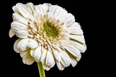 Siyah arka plandaki güzel Gerbera çiçeğinin yakın görüntüsü 