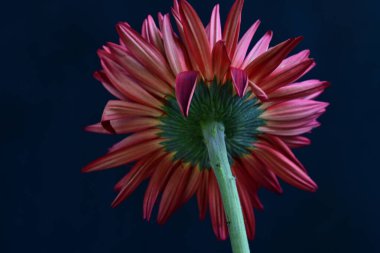 Koyu arkaplandaki güzel Gerbera çiçeğinin yakın görüntüsü 