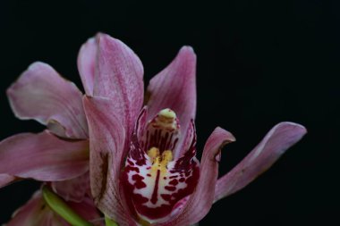 Doğadaki güzel orkide çiçeğinin makrosu.