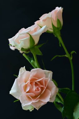 koyu arka plan üzerinde beyaz güller 