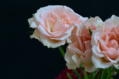 koyu arka plan üzerinde beyaz güller 